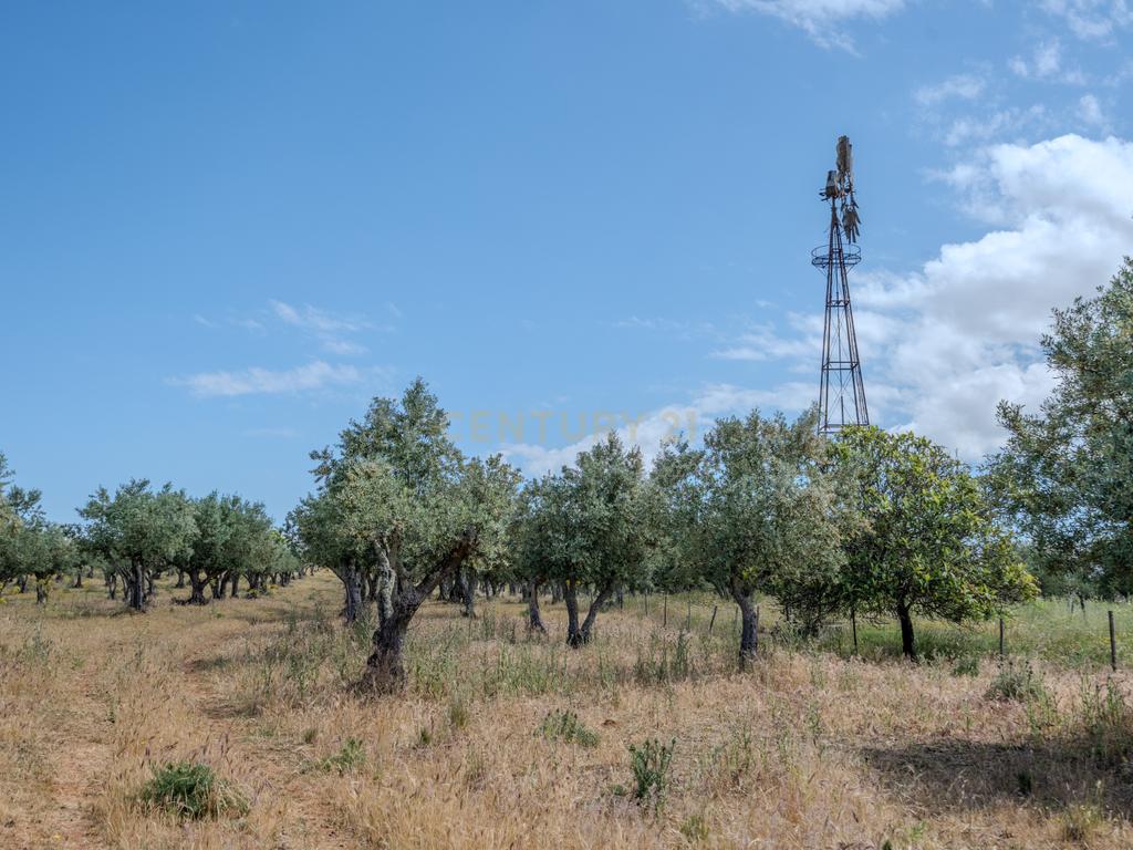 Quinta T3+3 com 4 HA em Borba – Natureza, Produção Agrícola e Conforto - Image 20