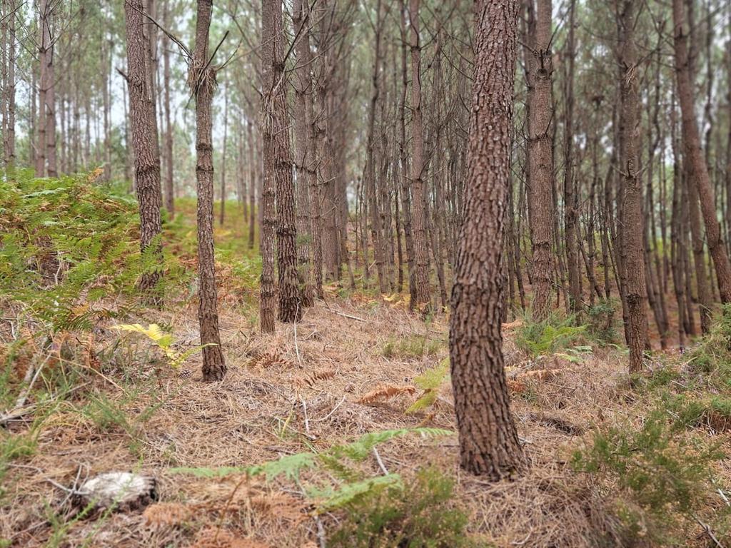 Terreno com 2020m2 para construção em Carnide - Image 33