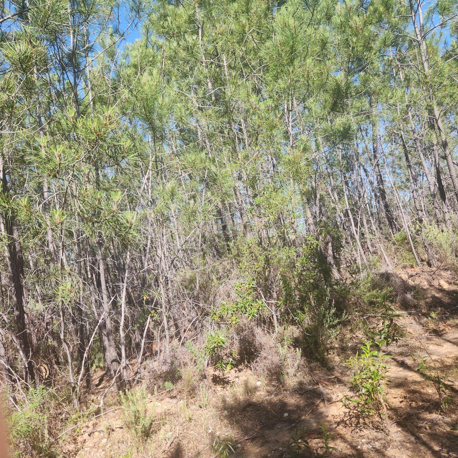 Fotografia 4 de Terreno Florestal 3,4ha - Barroca da Ferranha, Perais, Vila Velha de Ródão