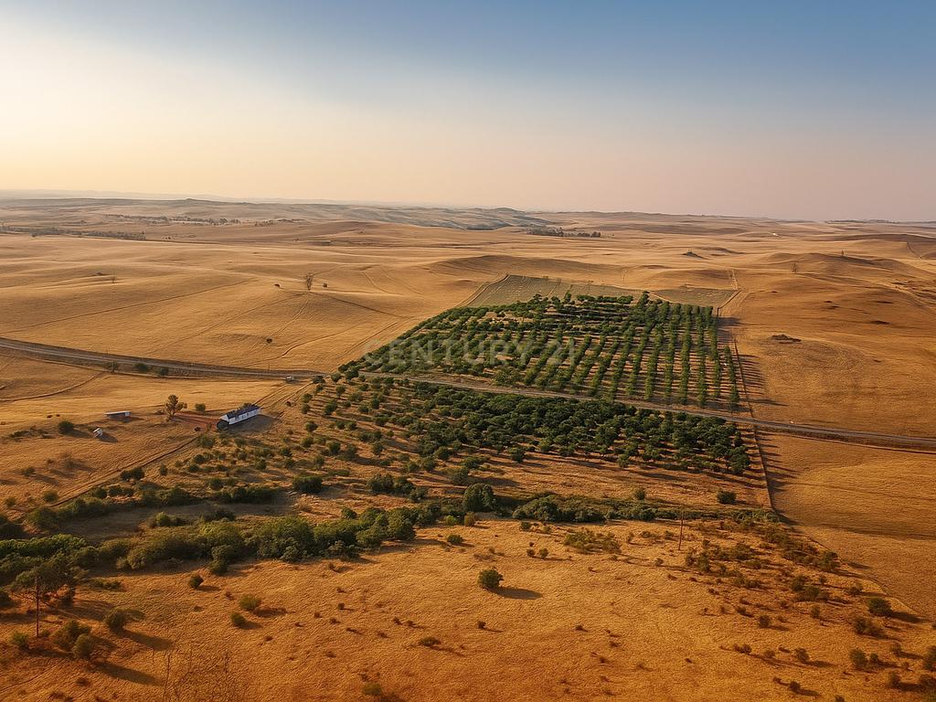 Monte Alentejano com 5 Hectares – Puro Sossego no Coração do Alentejo - Image 19