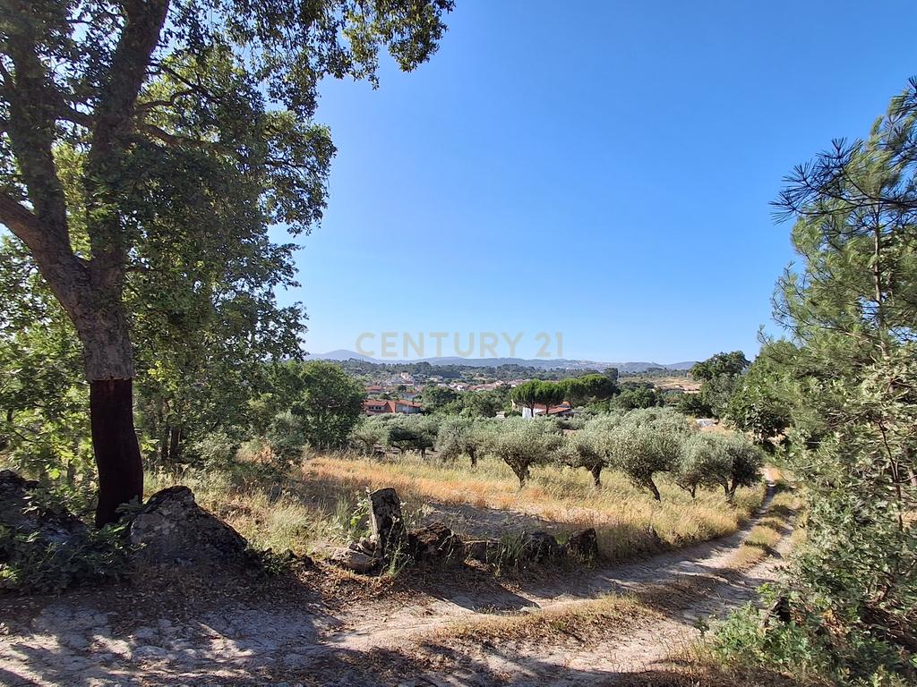 Terreno Rústico, 3800m2 em Aldeia do Bispo, Penamacor - Image 4