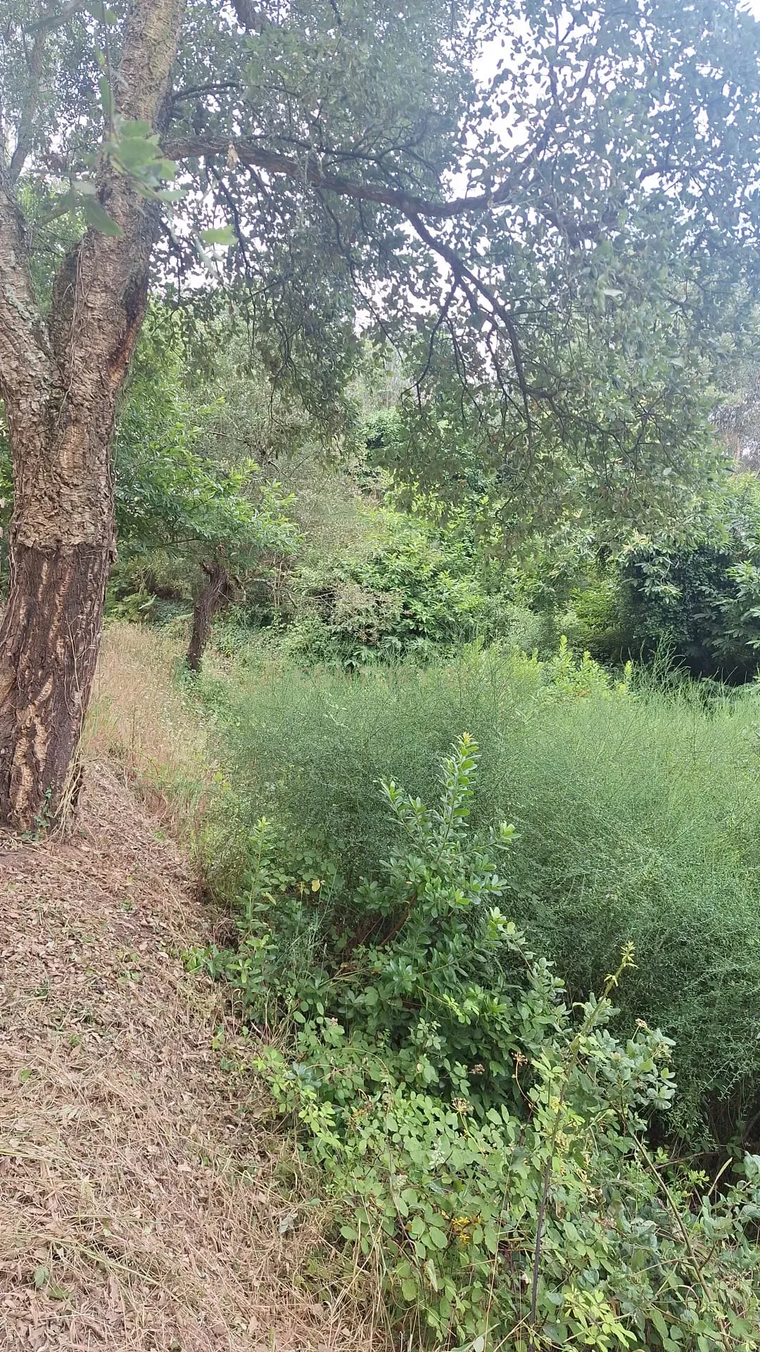 Fotografia 4 de Terreno entre Caldas da Rainha e Benedita e próximo da freguesia de Santa Catarina