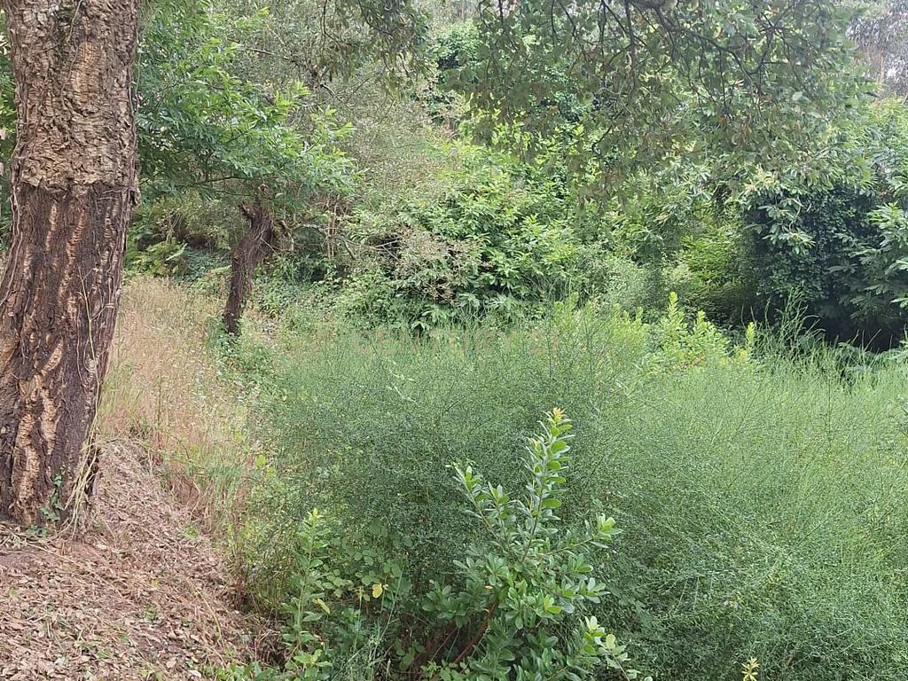 Terreno entre Caldas da Rainha e Benedita e próximo da freguesia de Santa Catarina - Image 4
