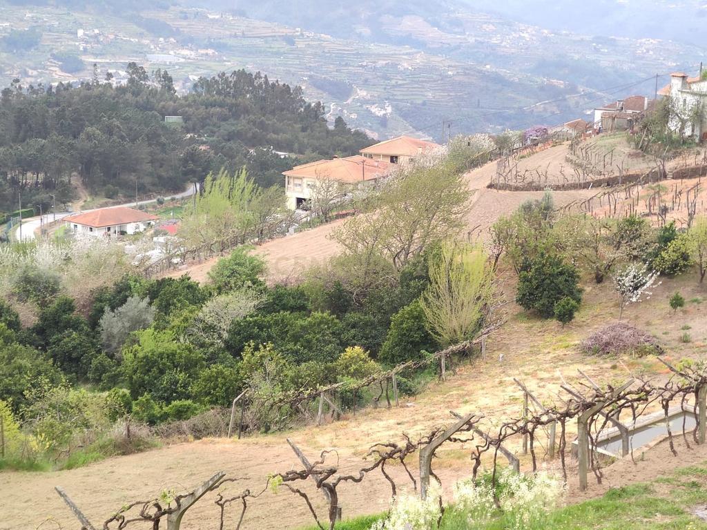 Terreno com casinha e vista para o rio Douro, em S. Tomé de Covelas, Baião para projeto agrícola - Image 18