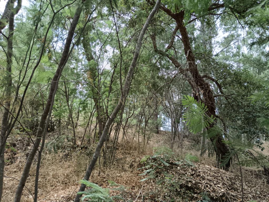Terreno rústico, Palvarinho, Castelo Branco - Image 4