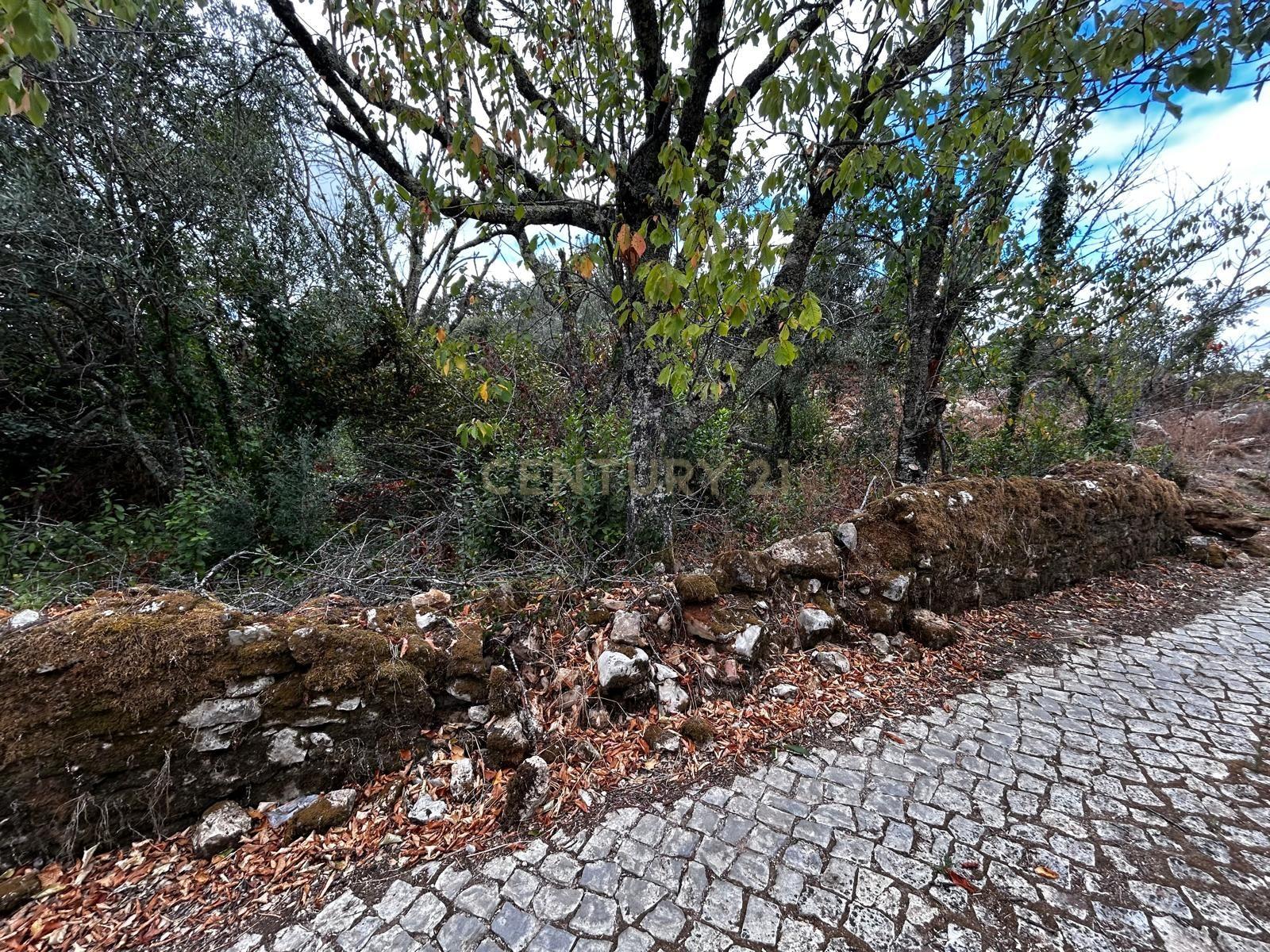 Fotografia 5 de Terreno com Ruína em Pussos São Pedro, Alvaiázere
