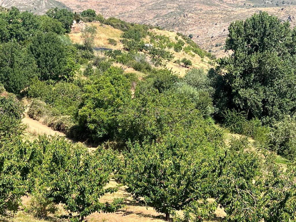 Terreno Rústico em Granada com Árvores Frutíferas e Água - Image 3