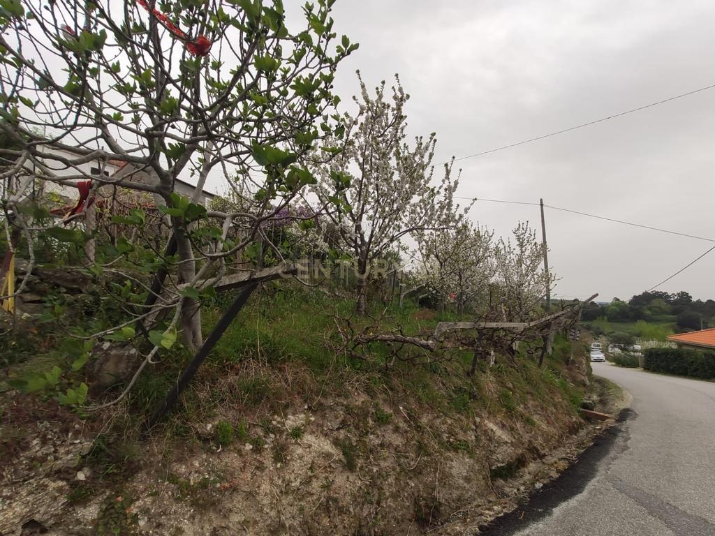 Terreno com casinha e vista para o rio Douro, em S. Tomé de Covelas, Baião para projeto agrícola - Image 9