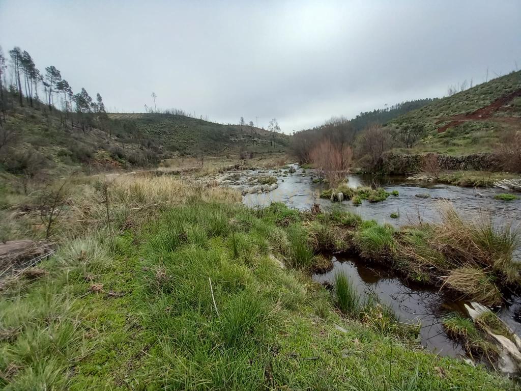 Terreno Rustico com 10000m2 Sobrainho da Ribeira - Image 9