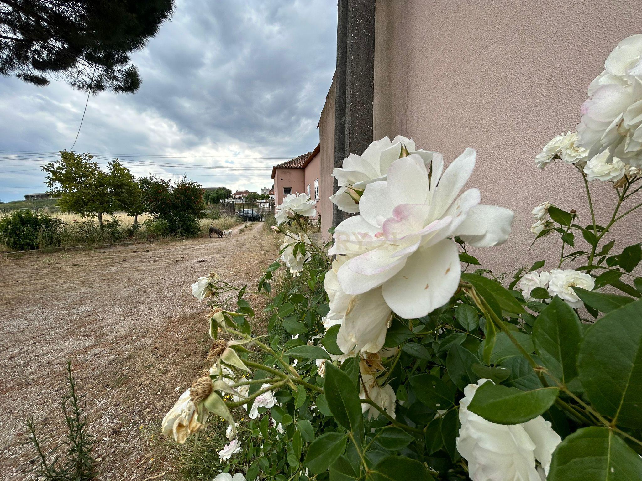 Quinta T3 em São Lourenço - Tomar - Image 7