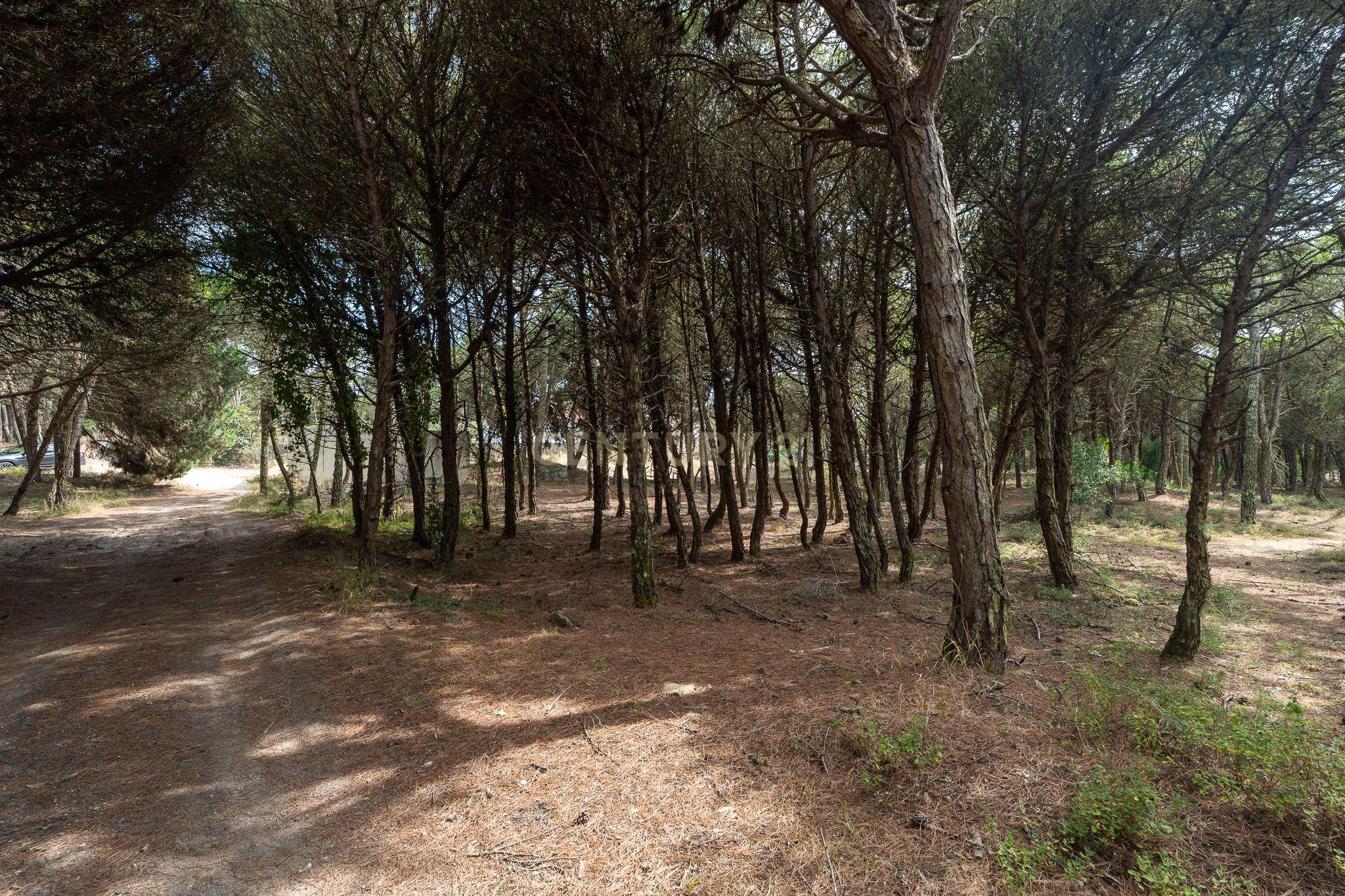 Fotografia 6 de Terreno rústico de pinheiros perto das praia de Sintra