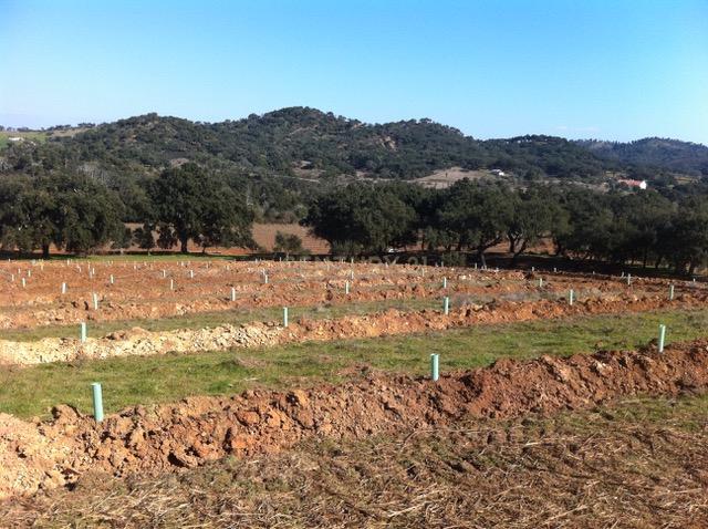 Herdade da Afeiteira - Image 1