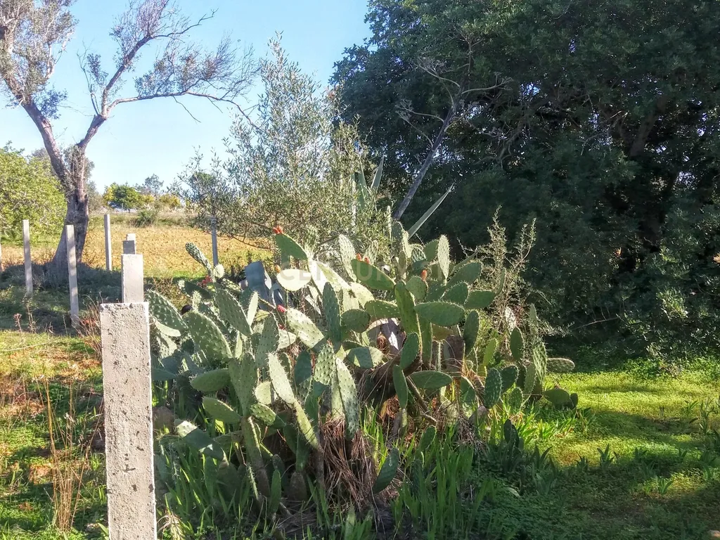 Terreno com Ruína em Moncarapacho - Image 6