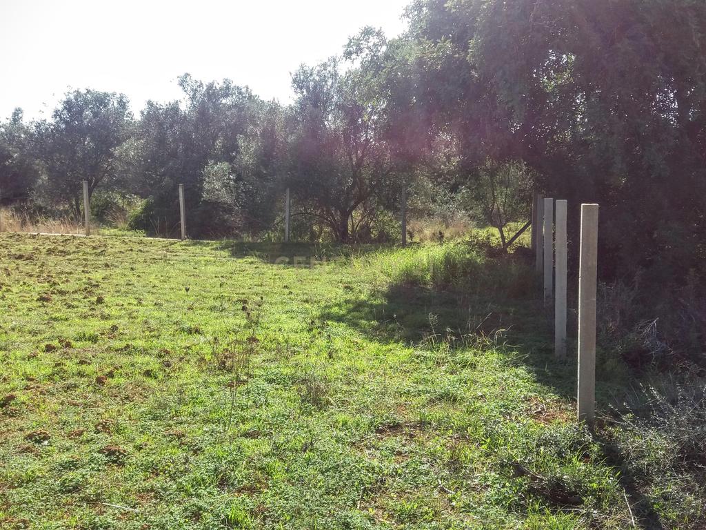 Terreno com Ruína em Moncarapacho - Image 5
