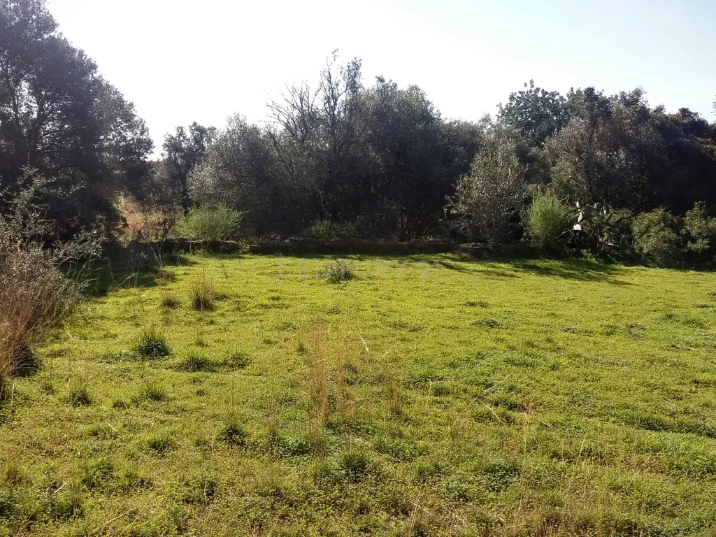 Terreno com Ruína em Moncarapacho - Image 1