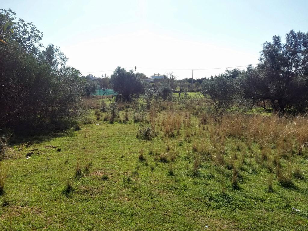 Terreno com Ruína em Moncarapacho - Image 2