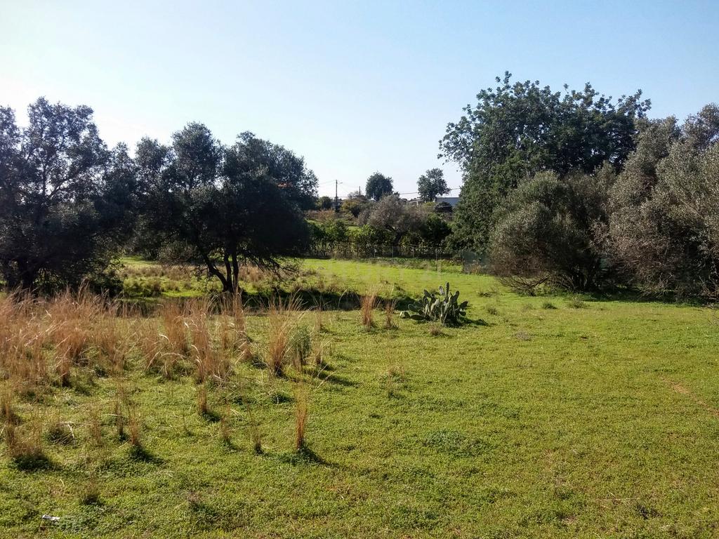 Terreno com Ruína em Moncarapacho - Image 7