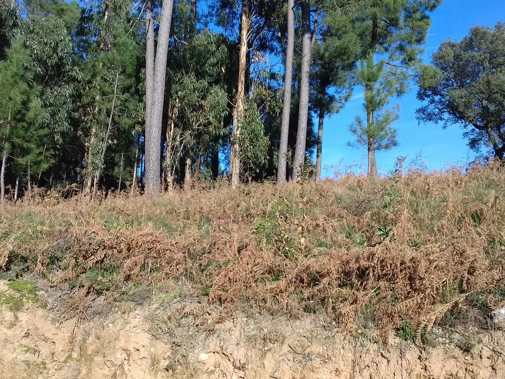 Terreno construção com 899m2 em Alheira - Barcelos - Image 13
