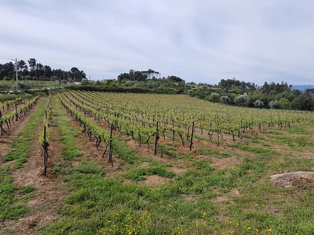 Terreno com área de 1 hectare e 200 metros - Image 6