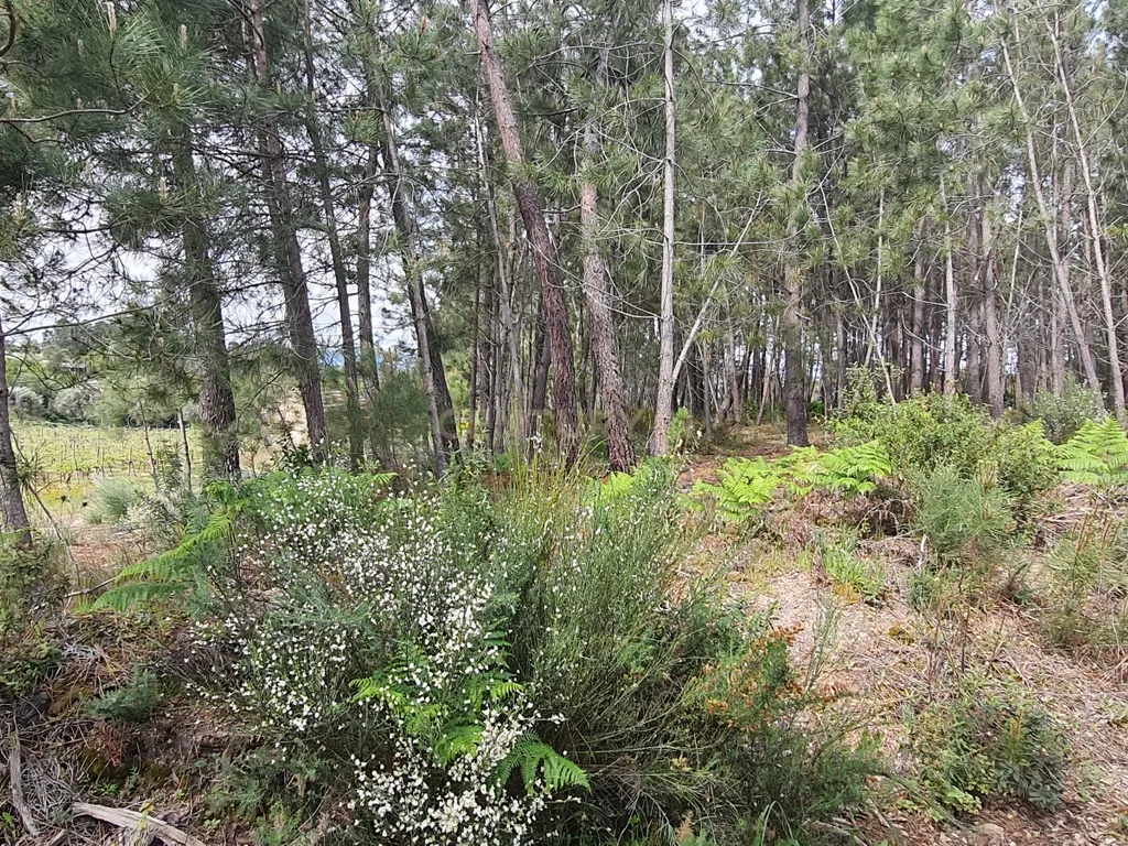 Terreno com área de 1 hectare e 200 metros - Image 11