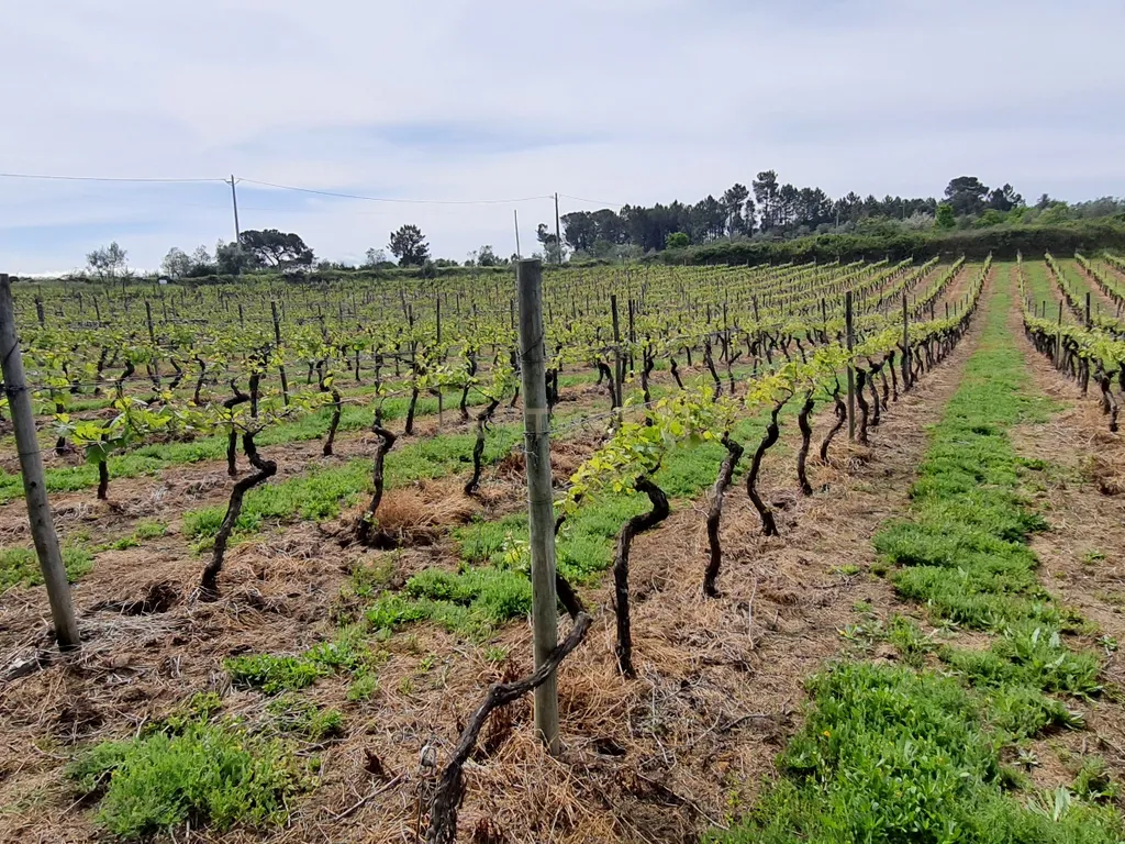 Terreno com área de 1 hectare e 200 metros - Image 7