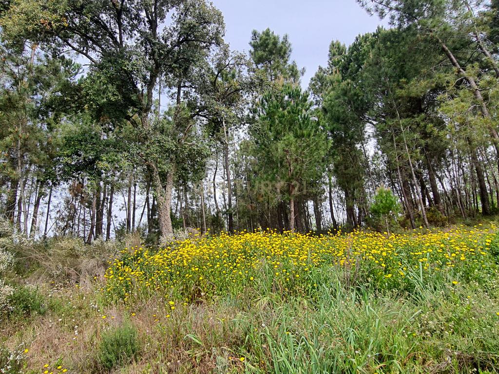 Terreno com área de 1 hectare e 200 metros - Image 10