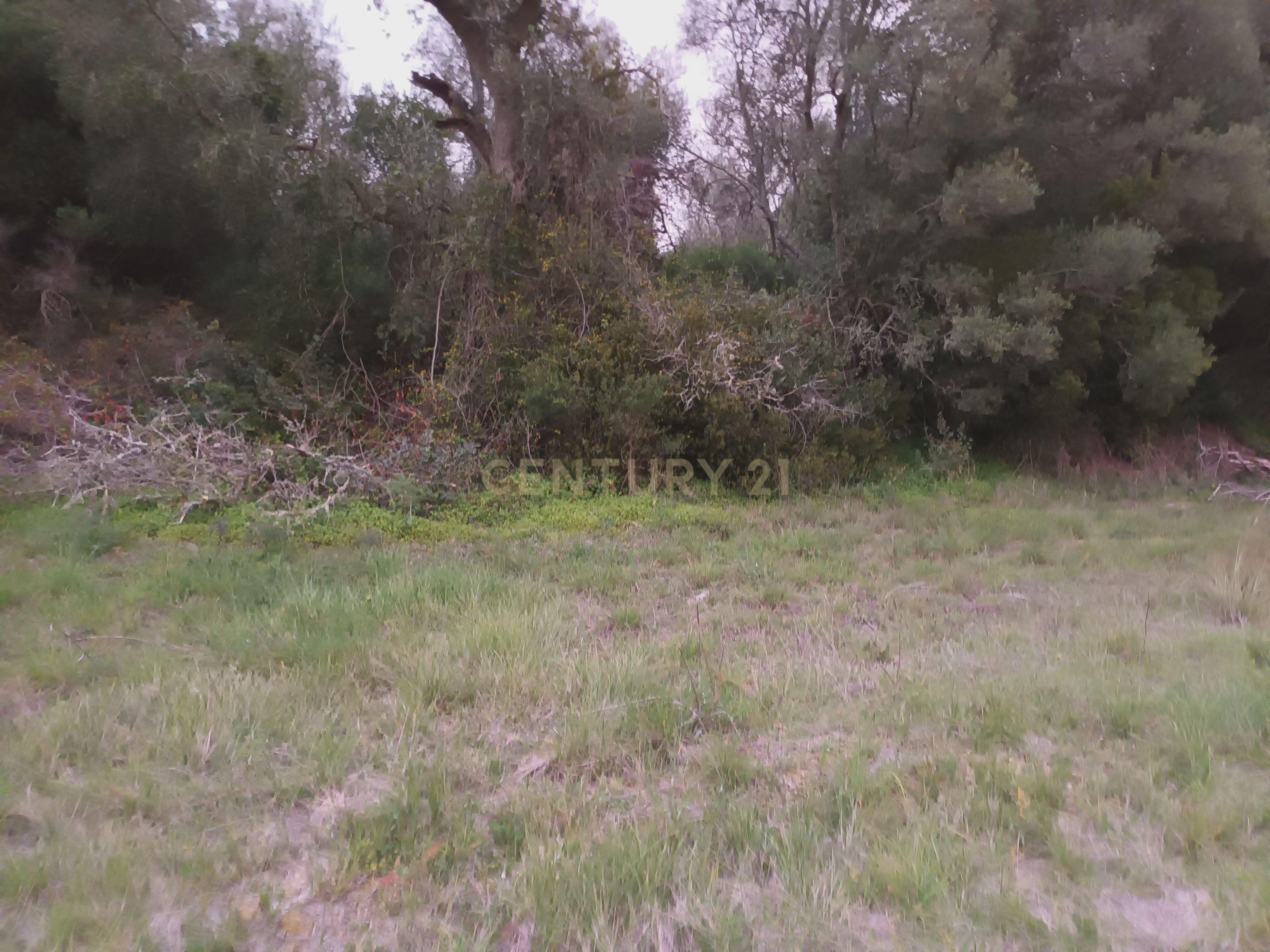 Terreno Rústico com Vista Deslumbrante sobre a Serra da Arrábida — Quinta do Anjo, Palmela - Image 24