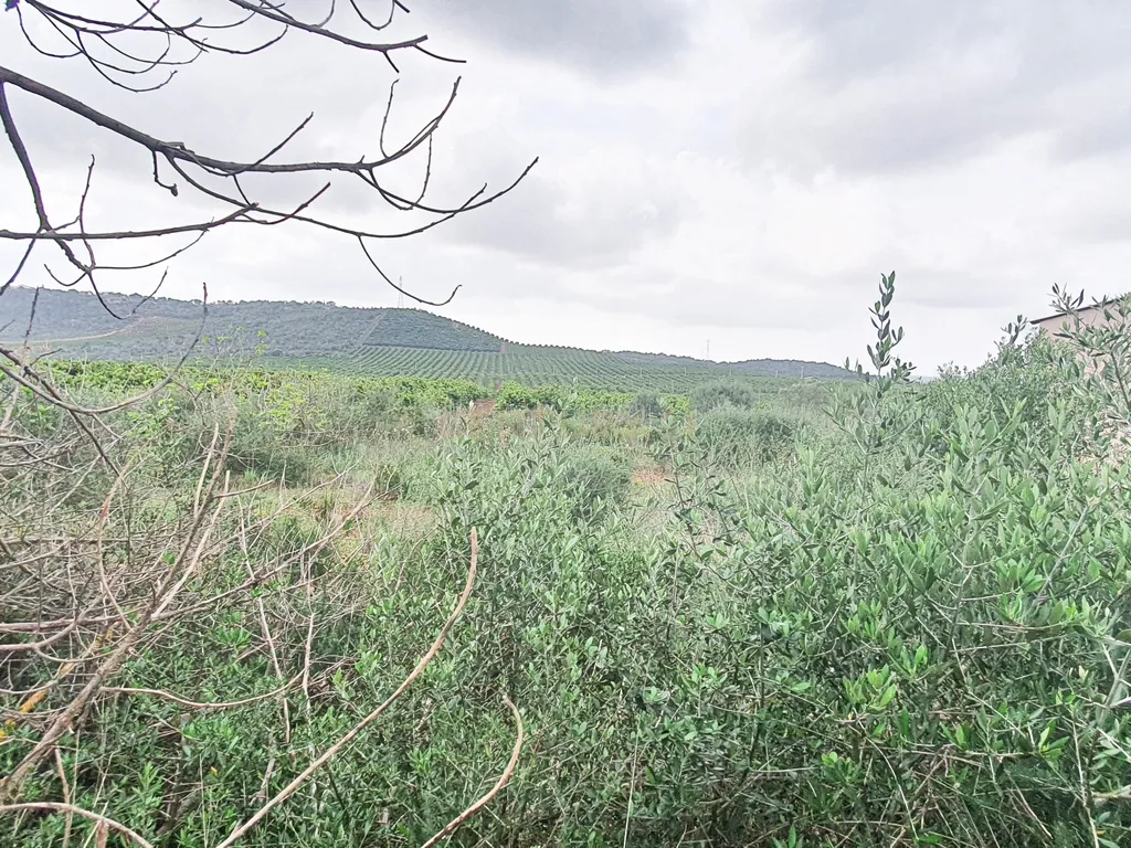 Terreno Construção | 2920 m2 | Foral | São Bartolomeu de Messines - Image 9
