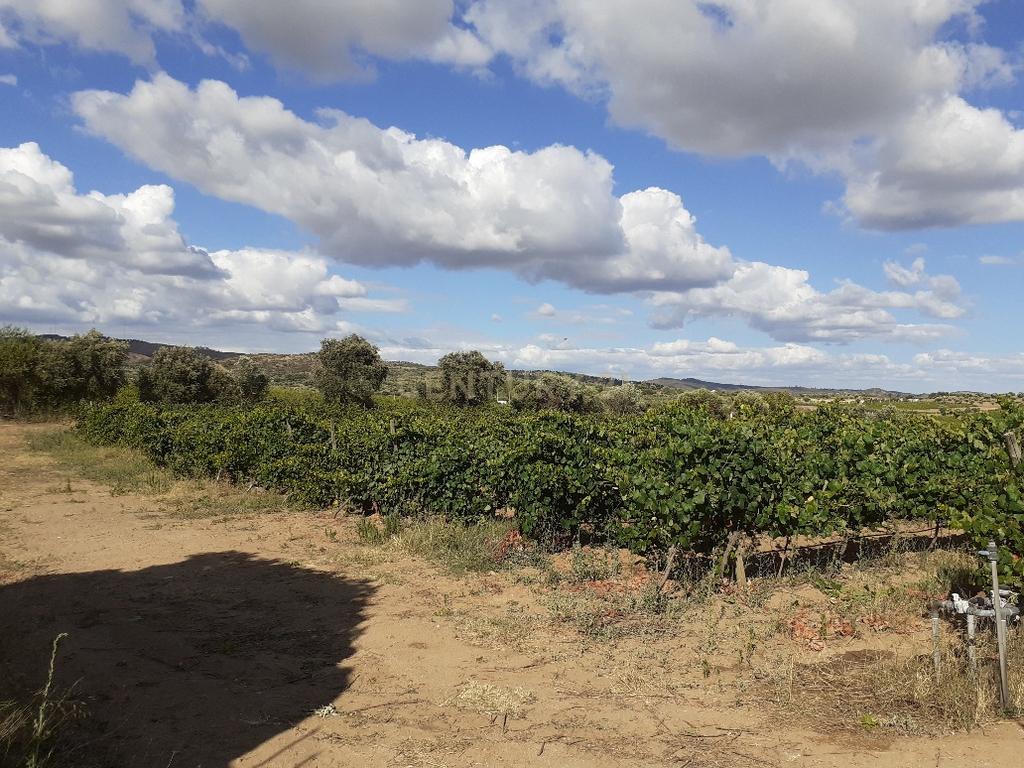 Quinta dos Capuchos, em Vila de Frades - Image 12