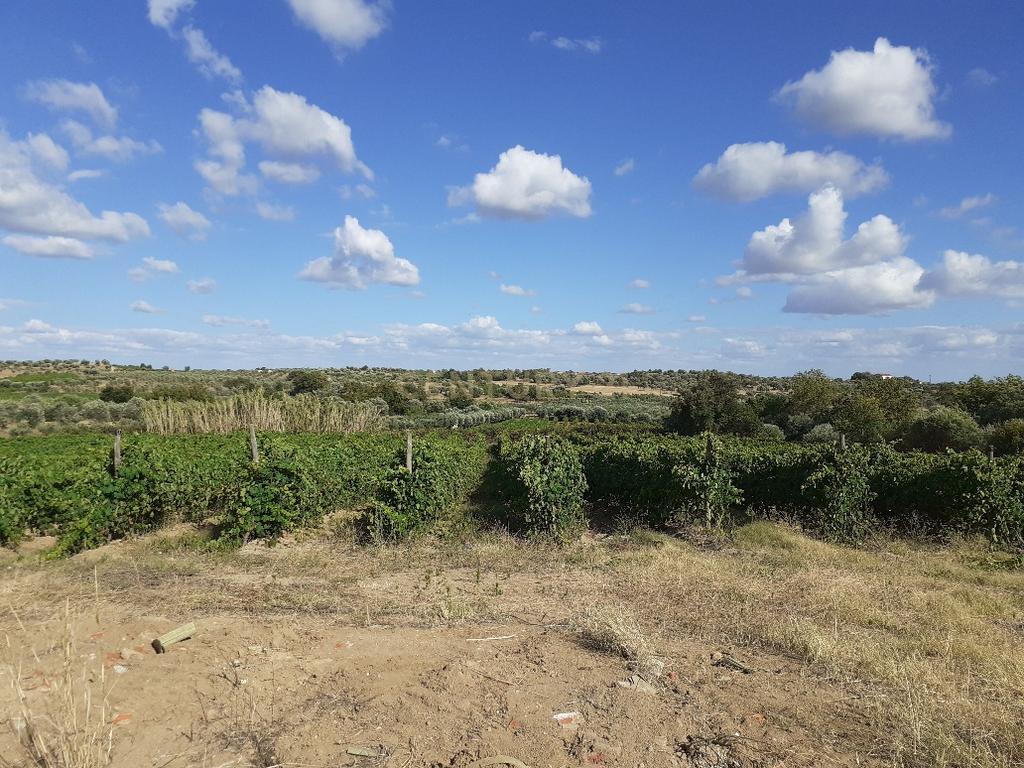 Quinta dos Capuchos, em Vila de Frades - Image 17