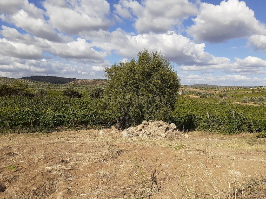 Quinta dos Capuchos, em Vila de Frades - Image 5