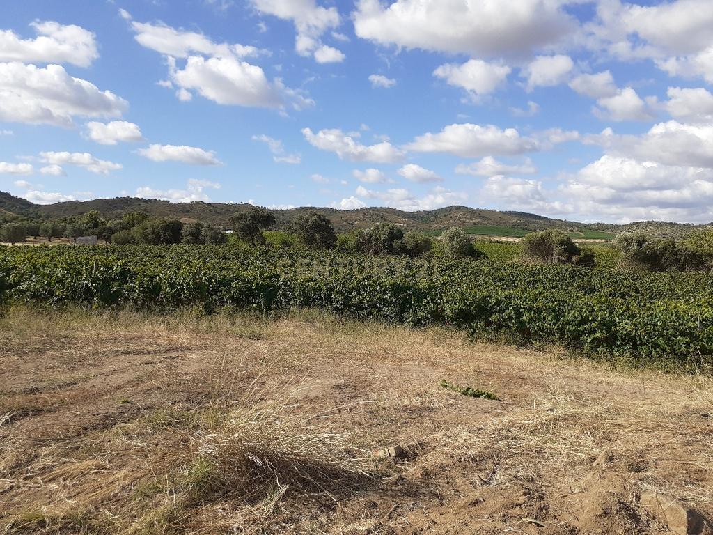 Quinta dos Capuchos, em Vila de Frades - Image 7