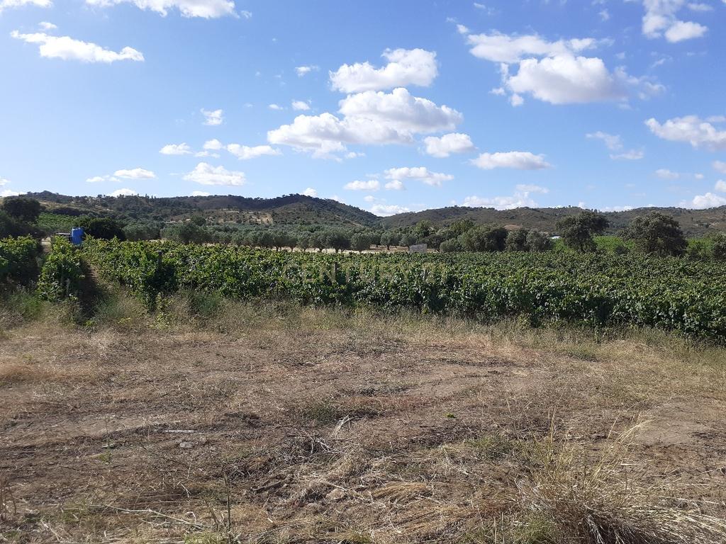 Quinta dos Capuchos, em Vila de Frades - Image 6