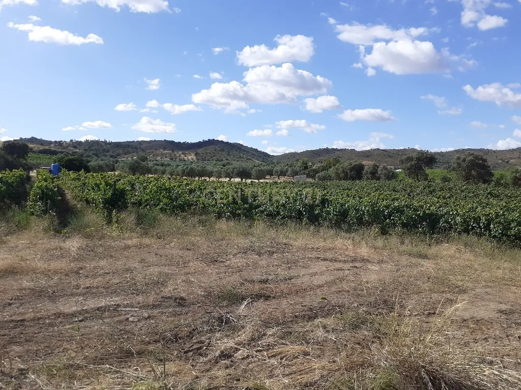 Quinta dos Capuchos, em Vila de Frades - Image 6