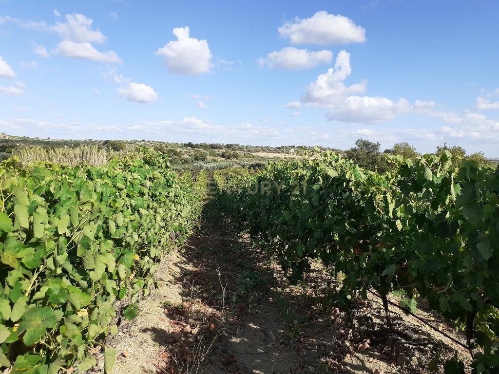 Quinta dos Capuchos, em Vila de Frades - Image 13