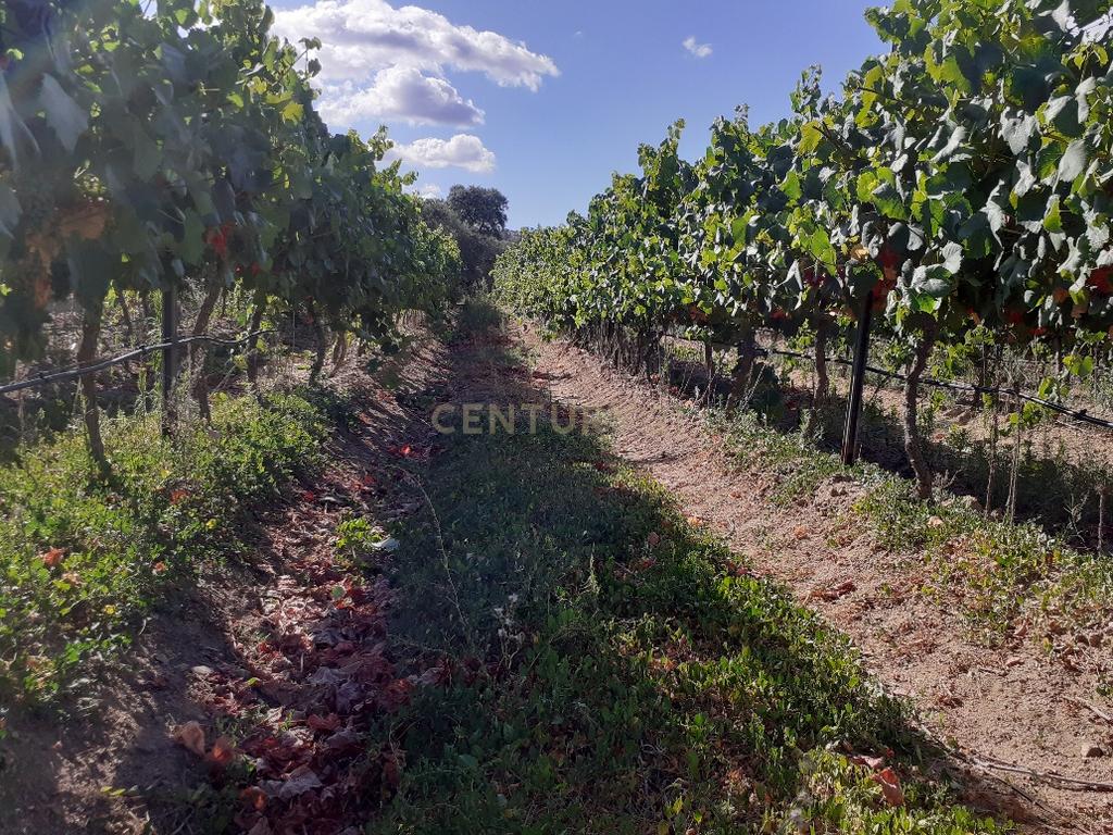 Quinta dos Capuchos, em Vila de Frades - Image 15