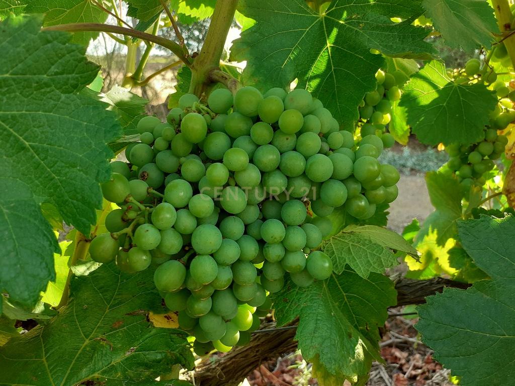 Quinta dos Capuchos, em Vila de Frades - Image 21