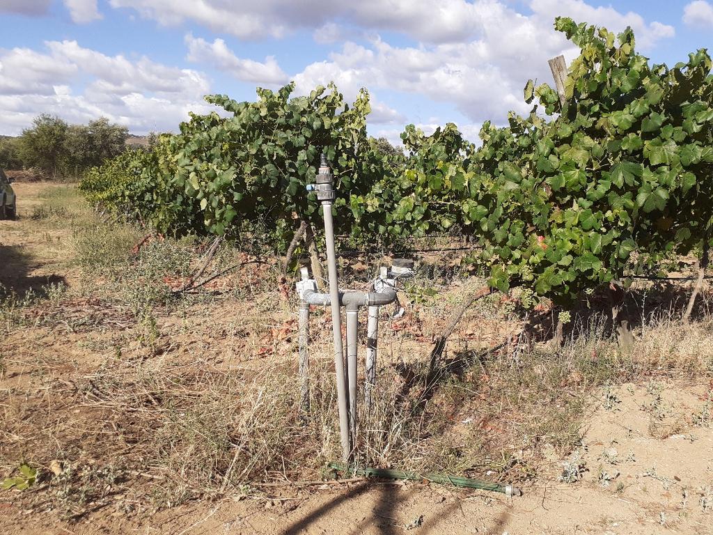 Quinta dos Capuchos, em Vila de Frades - Image 16