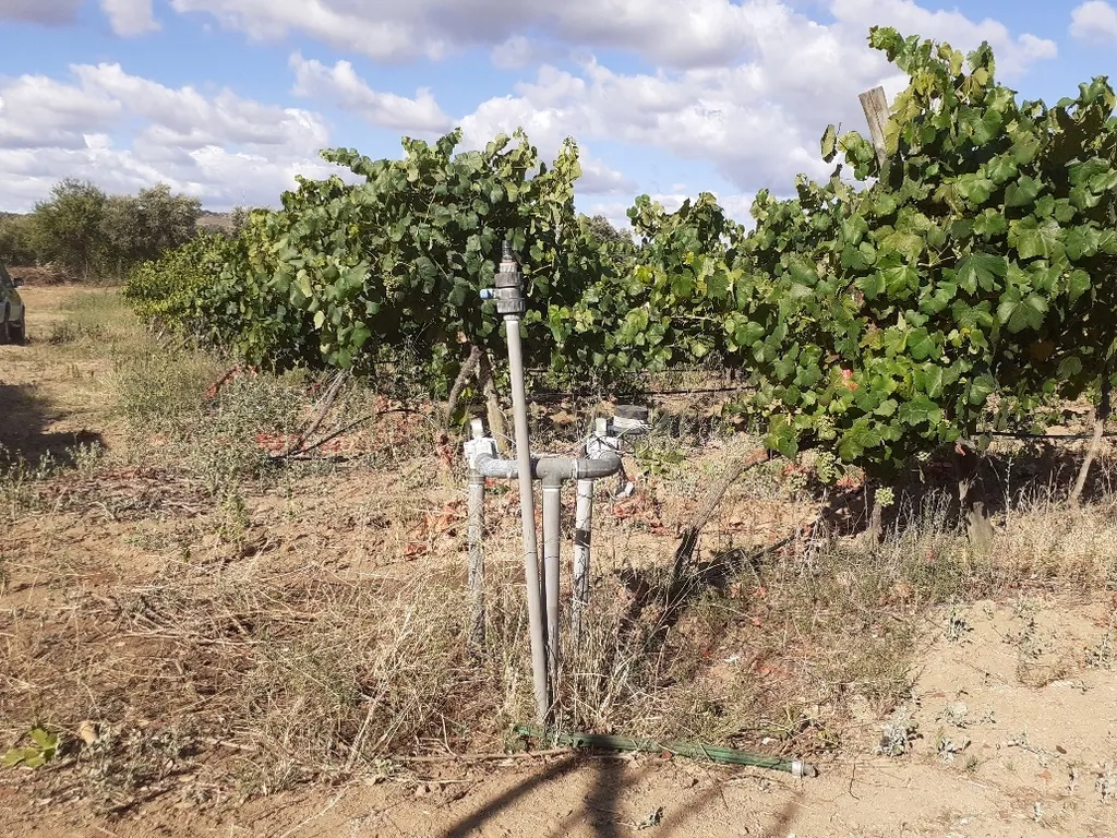 Quinta dos Capuchos, em Vila de Frades - Image 16