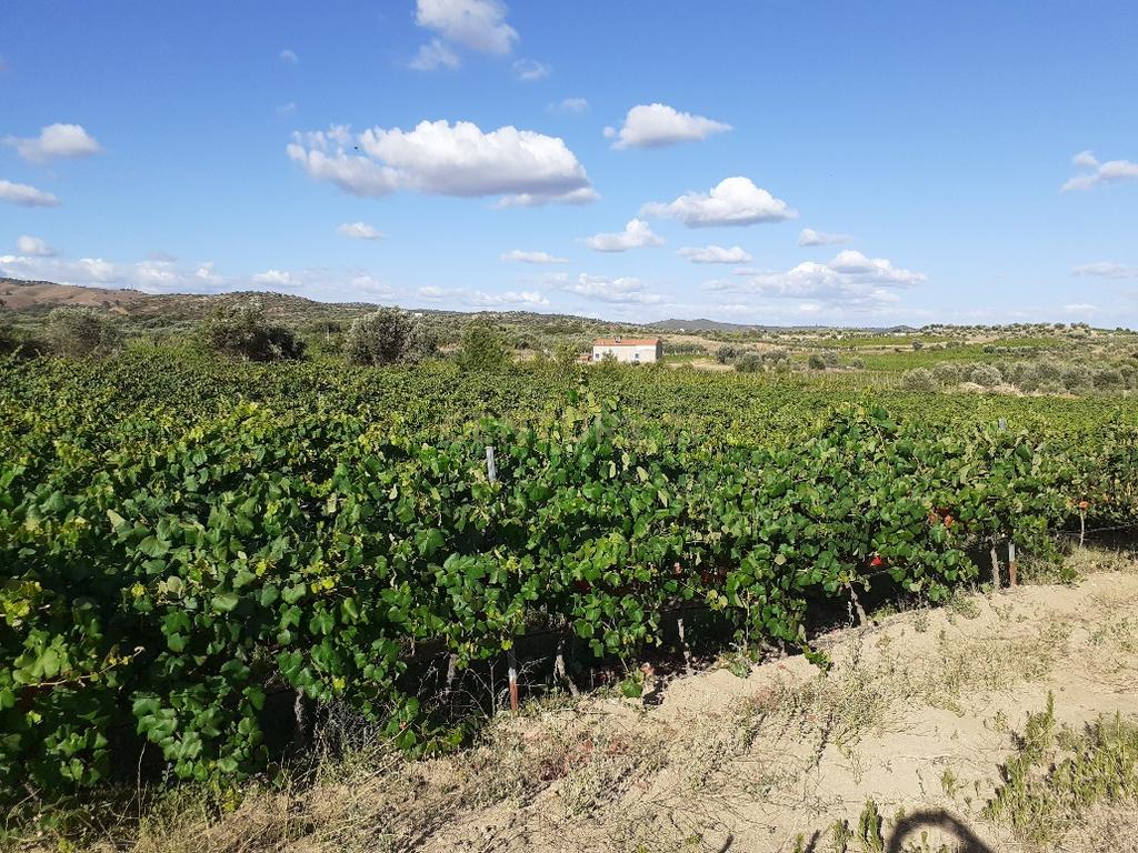 Quinta dos Capuchos, em Vila de Frades - Image 1