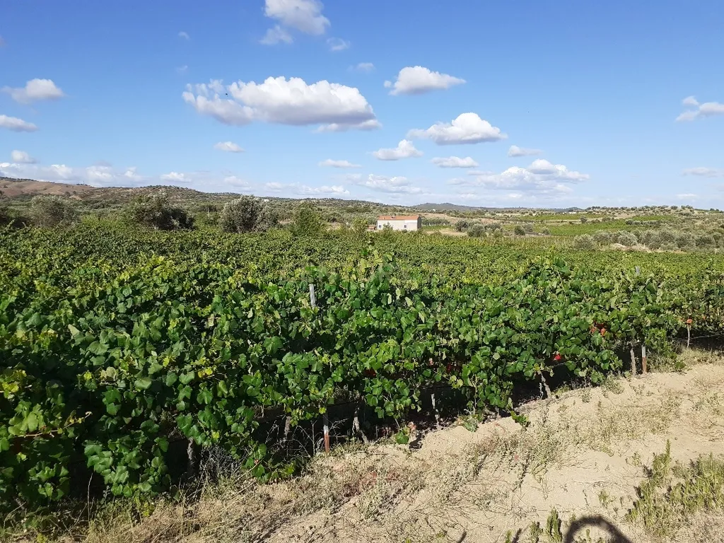 Quinta dos Capuchos, em Vila de Frades - Image 1