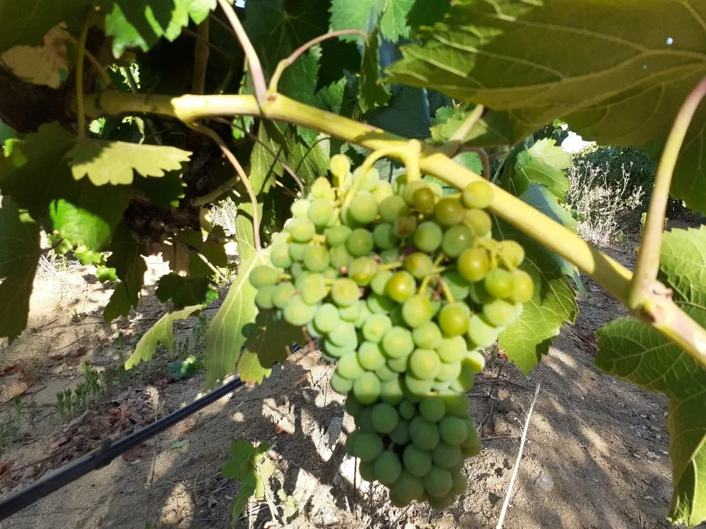 Quinta dos Capuchos, em Vila de Frades - Image 23