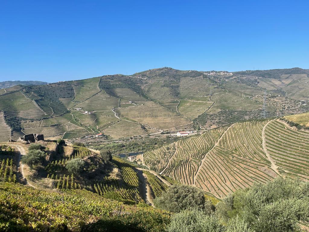 Terreno em Valdigem, com uma área total de 3.350m², oferece vistas panorâmicas sobre o Rio Douro. Tem licença para a construção de uma casa com seis quartos (T6), além de uma vasta área de terreno com vinhas antigas de categoria A. - Image 5