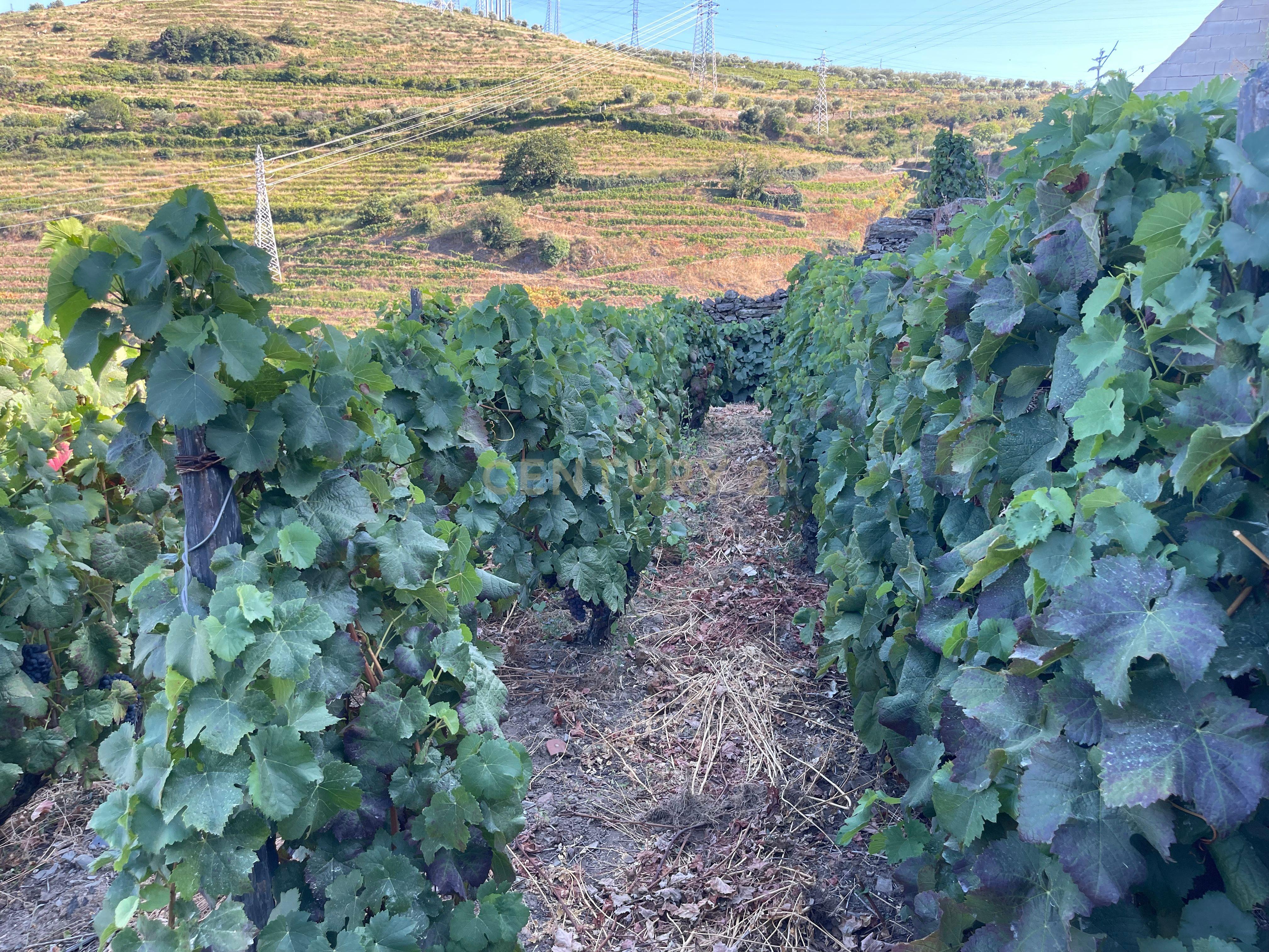 Terreno em Valdigem, com uma área total de 3.350m², oferece vistas panorâmicas sobre o Rio Douro. Tem licença para a construção de uma casa com seis quartos (T6), além de uma vasta área de terreno com vinhas antigas de categoria A. - Image 44