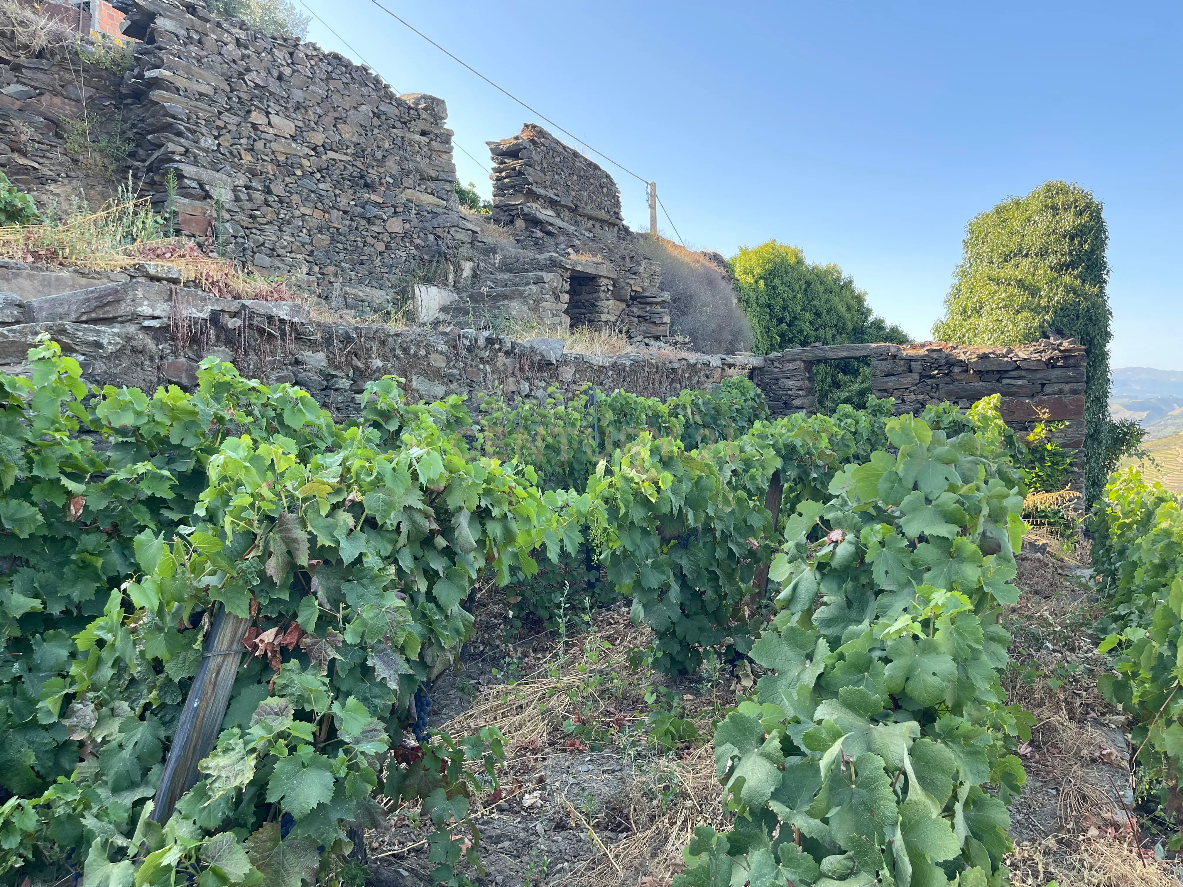 Terreno em Valdigem, com uma área total de 3.350m², oferece vistas panorâmicas sobre o Rio Douro. Tem licença para a construção de uma casa com seis quartos (T6), além de uma vasta área de terreno com vinhas antigas de categoria A. - Image 2