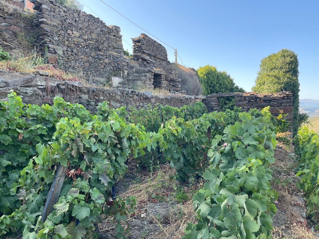Terreno em Valdigem, com uma área total de 3.350m², oferece vistas panorâmicas sobre o Rio Douro. Tem licença para a construção de uma casa com seis quartos (T6), além de uma vasta área de terreno com vinhas antigas de categoria A. - Image 2