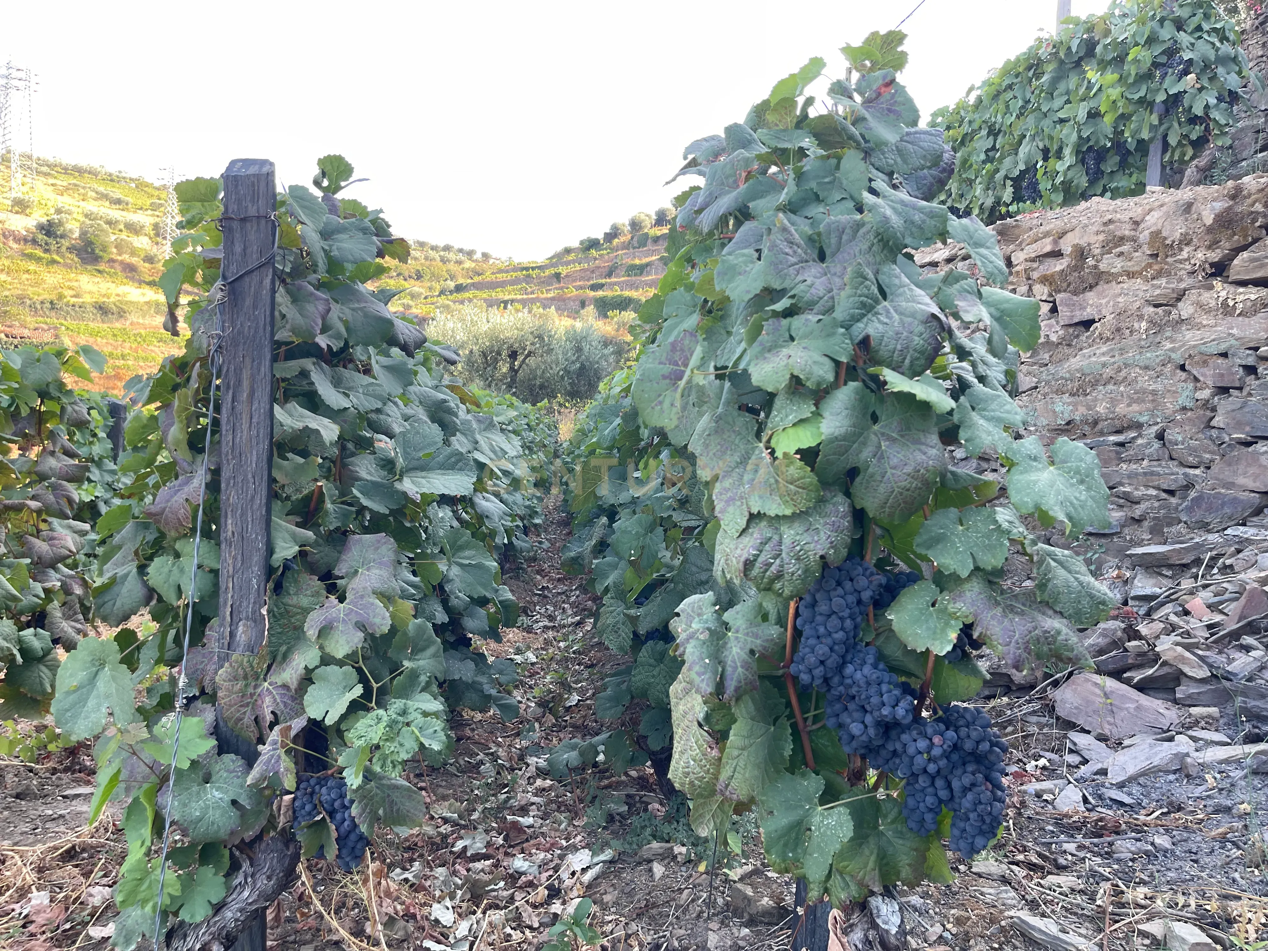 Terreno em Valdigem, com uma área total de 3.350m², oferece vistas panorâmicas sobre o Rio Douro. Tem licença para a construção de uma casa com seis quartos (T6), além de uma vasta área de terreno com vinhas antigas de categoria A. - Image 17