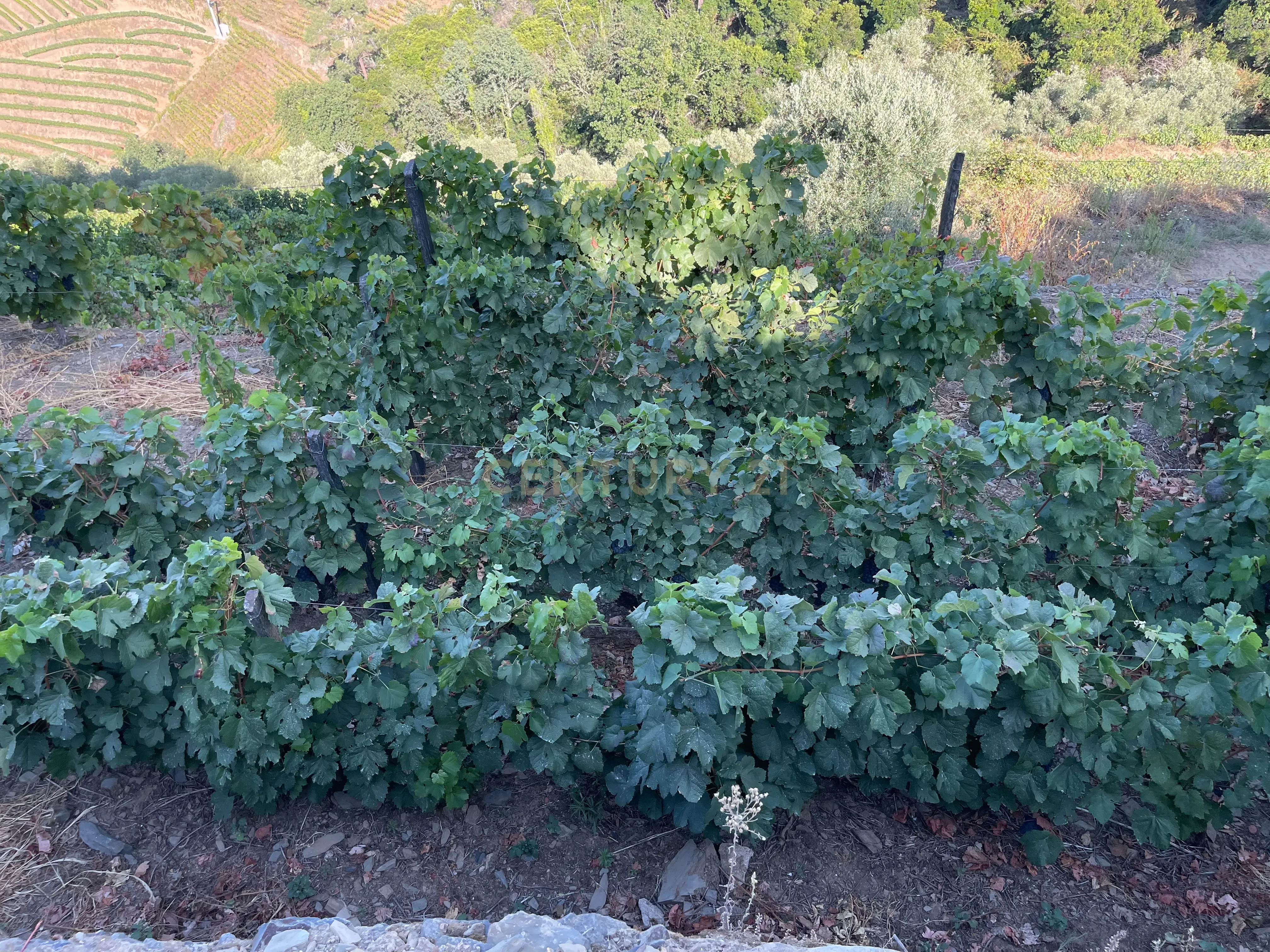 Terreno em Valdigem, com uma área total de 3.350m², oferece vistas panorâmicas sobre o Rio Douro. Tem licença para a construção de uma casa com seis quartos (T6), além de uma vasta área de terreno com vinhas antigas de categoria A. - Image 18