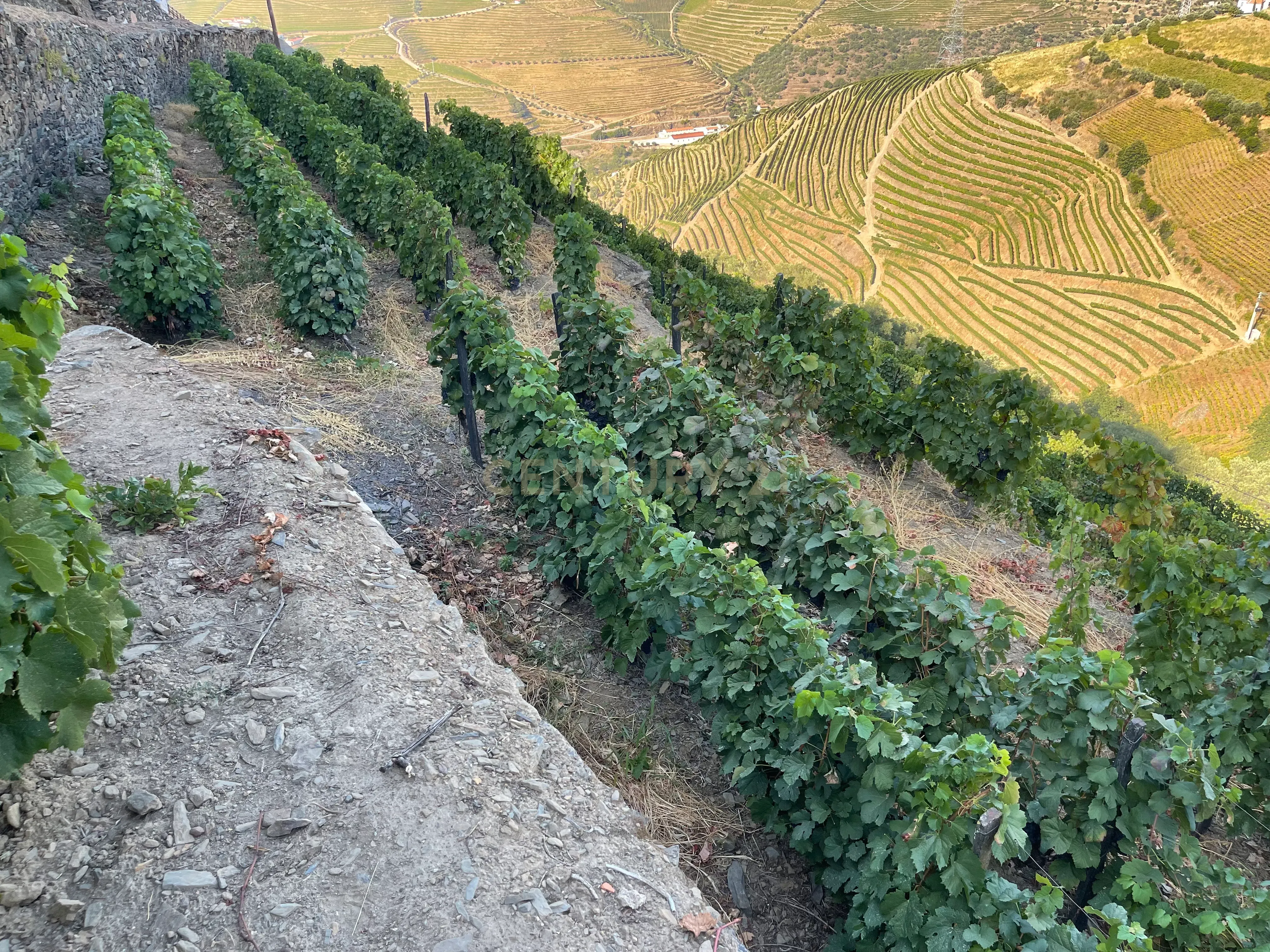 Terreno em Valdigem, com uma área total de 3.350m², oferece vistas panorâmicas sobre o Rio Douro. Tem licença para a construção de uma casa com seis quartos (T6), além de uma vasta área de terreno com vinhas antigas de categoria A. - Image 19