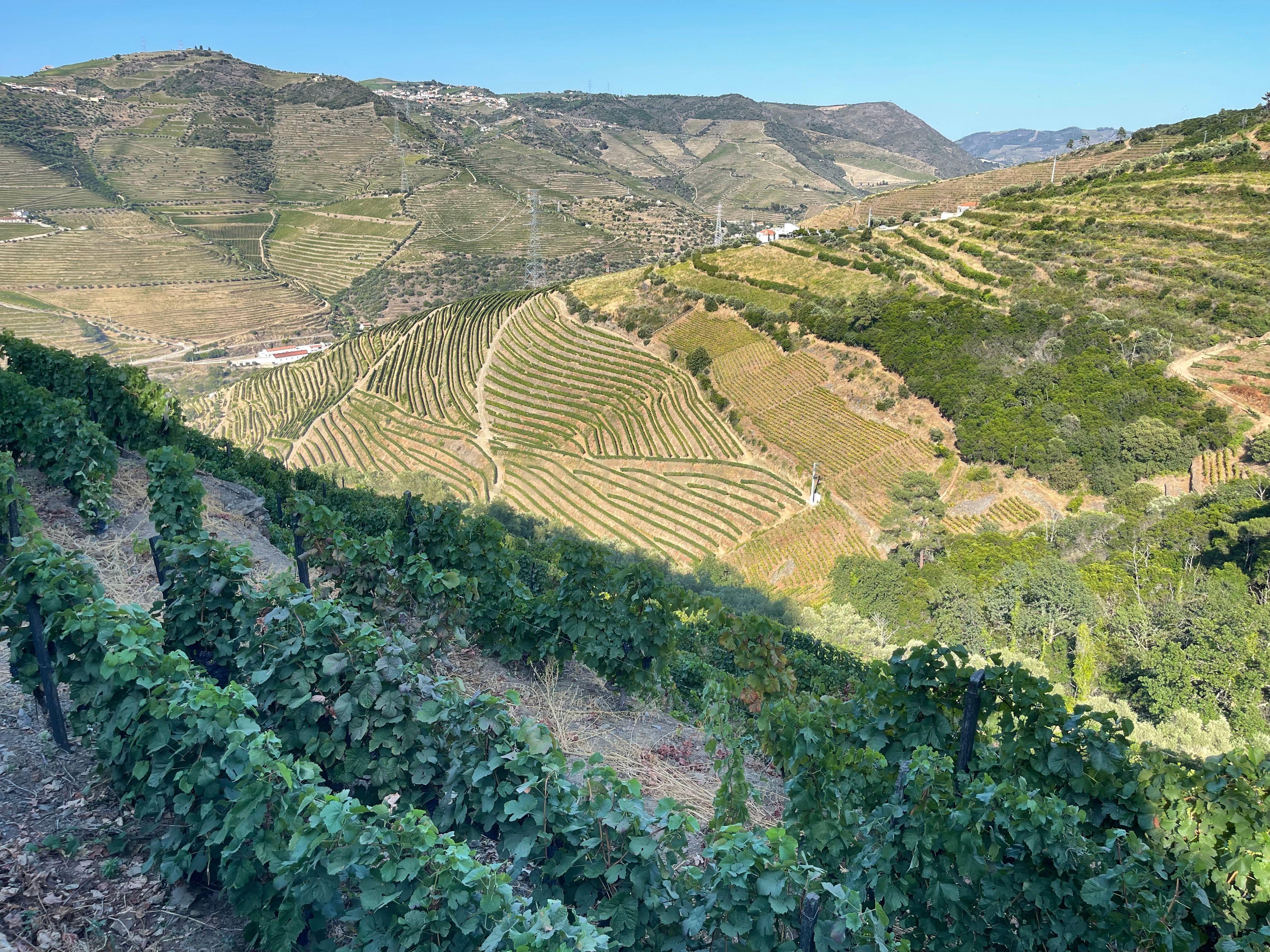 Terreno em Valdigem, com uma área total de 3.350m², oferece vistas panorâmicas sobre o Rio Douro. Tem licença para a construção de uma casa com seis quartos (T6), além de uma vasta área de terreno com vinhas antigas de categoria A. - Image 20